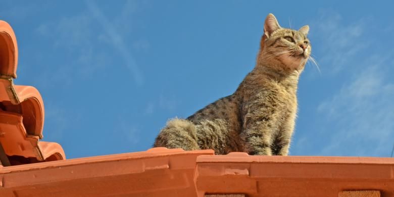 Ilustrasi kucing di atap rumah