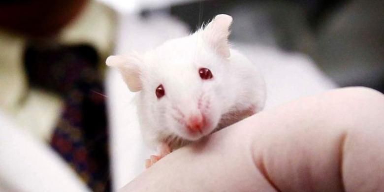 Para ilmuwan mengaktifkan gen muda dan mematikan gen yang lebih tua pada tikus