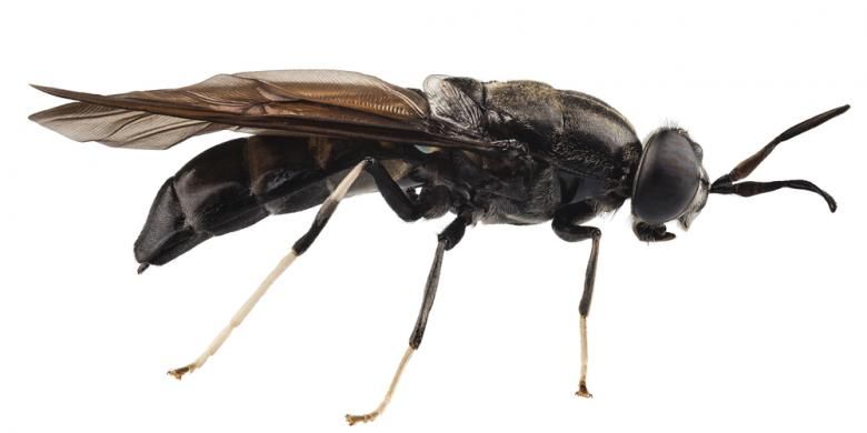 Lalat hitam alias Hermetia illucens yang bisa dipakai untuk pengolahan sampah organik.