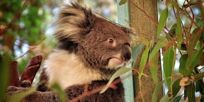 Koala di Caversham Wildlife Park, Perth, Australia.