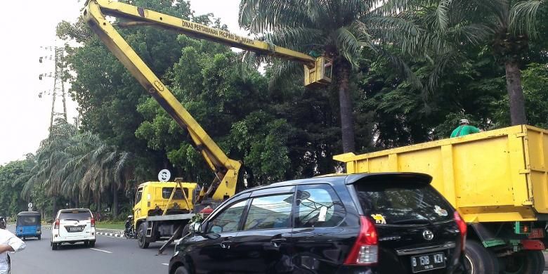 Dinas Pertamanan dan Pemakaman DKI Jakarta memangkas sejumlah pohon di beberapa titik di Jakarta, Minggu (14/12/2014).
