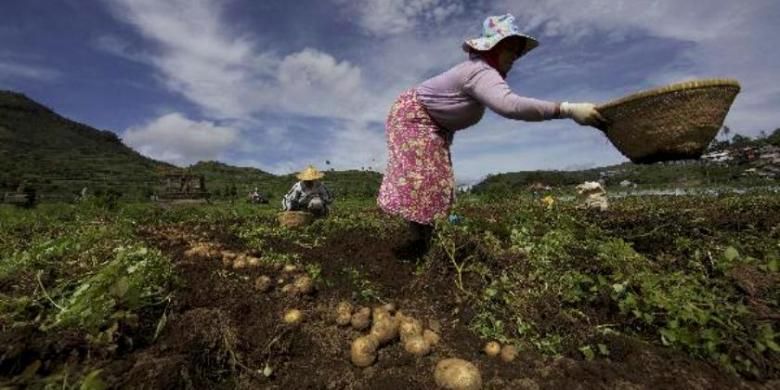 Petani memanen kentang di sekitar Candi Setiyaki di Dieng Kulon, Kecamatan Batur, Kabupaten Banjarnegara, Selasa (27/12). Masuknya kentang Impor dari China menghimpit petani kentang lokal dari dataran tinggi Dieng untuk memperebutkan pasar.  