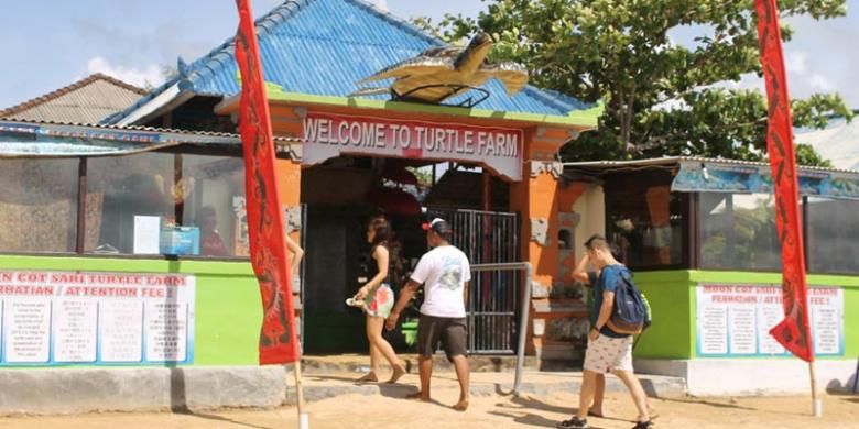 Obyek wisata Pelestarian Penyu di Pulau Penyu, Tanjung Benoa, Bali.