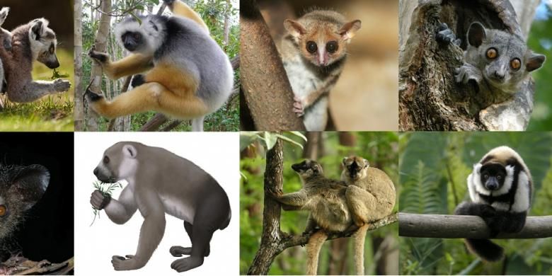 Berbagai jenis lemur di Madagaskar.