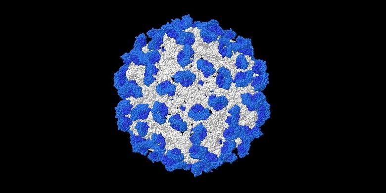 Struktur Virus Dengue