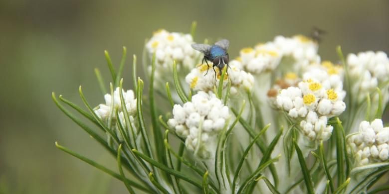 Gambar Bunga Mawar Dan Edelweiss Mawar Ku