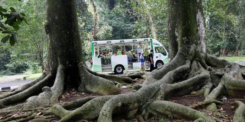 Pengunjung mengamati deretan pohon kapuk randu di Kebun Raya Bogor, Jawa Barat, Rabu (1/4/2015).