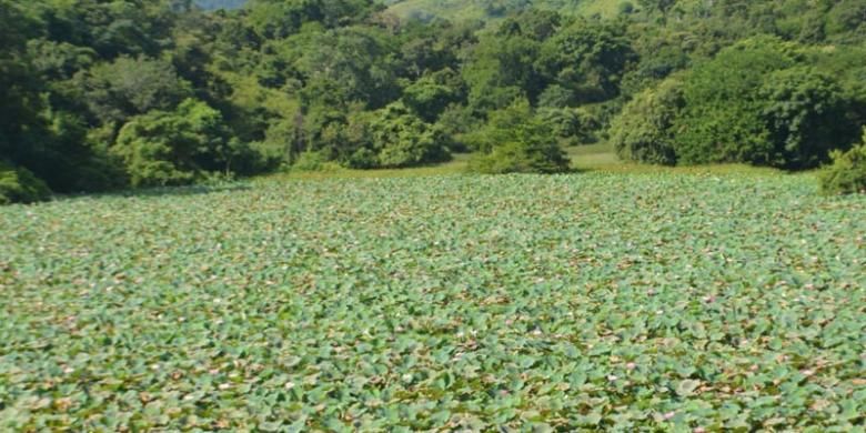 Danau Rana Tonjong di Kelurahan Pota, Kecamatan Sambirampas, Kabupaten Manggarai Timur, Nusa Tenggara Timur merupakan danau lotus raksasa terbesar kedua di dunia setelah danau lotus serupa di India. 