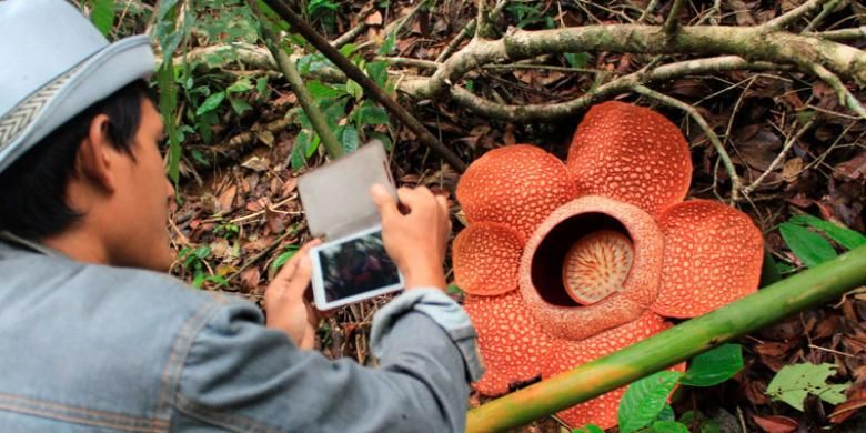 Google Doodle  Tampilkan Bunga Rafflesia Arnoldii Mengapa 