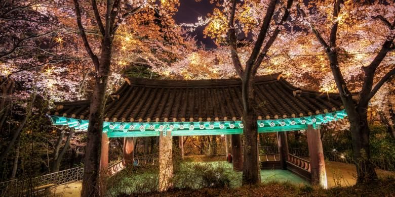 ILUSTRASI - Pagoda khas Korea dengan sakura bermekaran di Gangneung, Gangwon, Korea Selatan