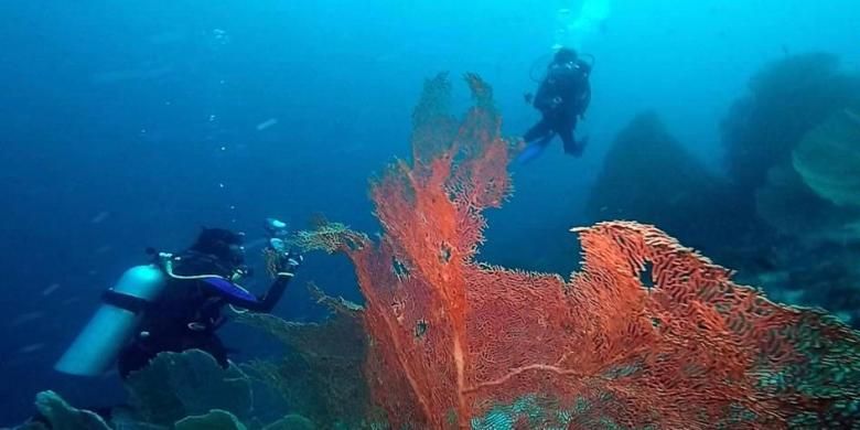 Penyelam melihat sea fans di kedalaman 25 meter di bawah laut di Tokong Dive Site, Sabang, Sabtu (11/4/2015). Sea fans (kipas laut) merupakan biota bawah laut yang paling diminati para penyelam lokal dan mancanegara di Pulau Weh.