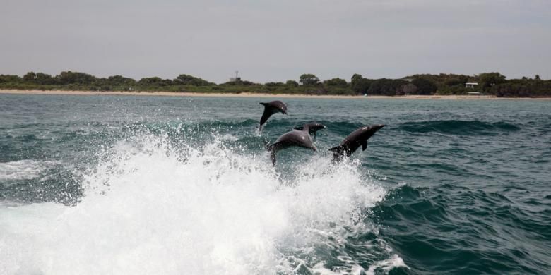 Kalau di Indonesia ada Pantai Lovina yang terkenal dengan lumba-lumbanya, di Negeri Kanguru Anda bisa menjumpai hal serupa di Port Stephens.