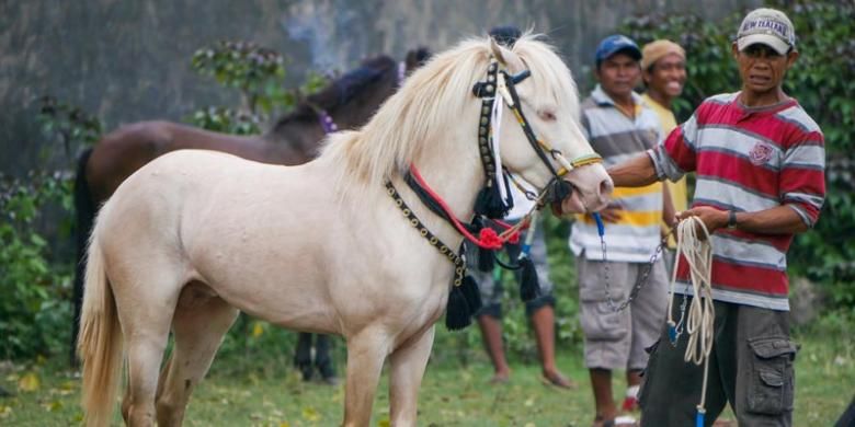 Kuda sumbawa sangat terkenal karena menjadi tunggangan para raja, bangsawan, dan panglima perang sejak abad 18.