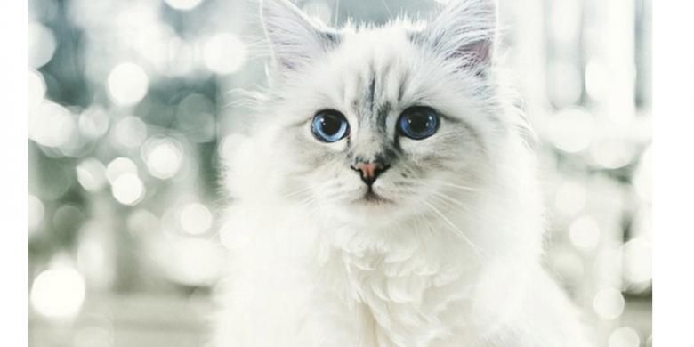 Kucing perancang busana Karl Lagerfeld dibayar milyaran rupiah untuk berpose sebagai model. 