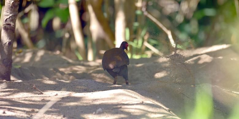 Seekor burung Gosong sedang menggali pasir untuk meletakkan telurnya di pulau Manumpitaeng, Kabupaten Sitaro, Sulawesi Utara.