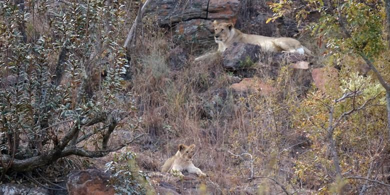 Berjumpa dengan singa di Welgevonden Game Reserve, taman konservasi hewan liar di Vaalwater, Limpopo, Afrika Selatan, 