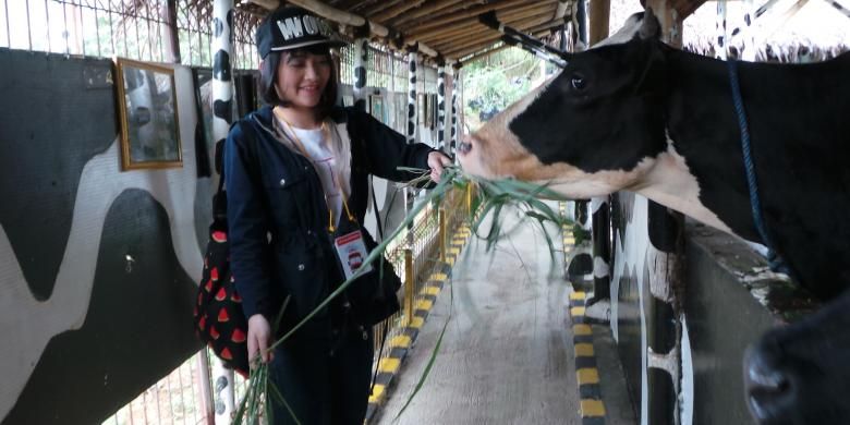Kinal JKT48 memberi makan sapi perah dalam kegiatan OFC JKT48 di Cimory Mountain View, Bogor, Jawa Barat, Sabtu (4/7/2015).