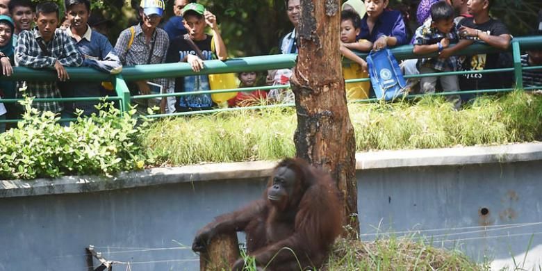 Pengunjung melihat satwa di Kebun Binatang Ragunan, Jakarta, Sabtu (18/7/2015). Pada liburan Lebaran, pengunjung yang sebagian besar berasal dari daerah di sekitar Jakarta memadati kebun binatang ini.
 