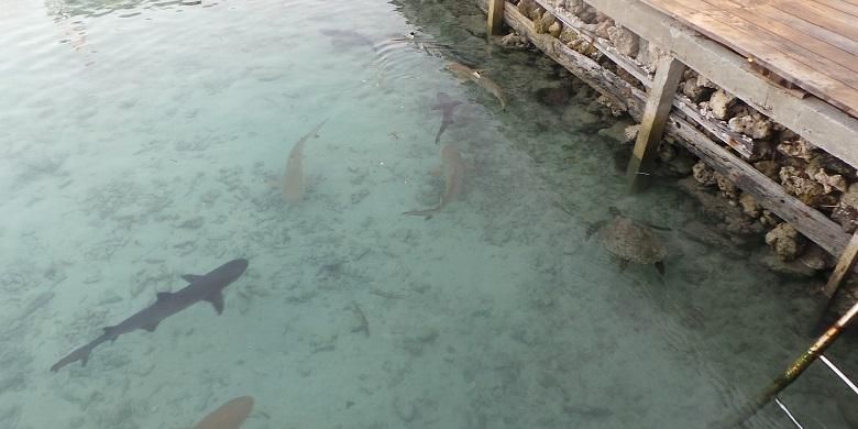 Anak-anak ikan hiu di kolam penangkaran yang terletak di Pulau Menjangan Besar, Karimun Jawa, Jepara, Jawa Tengah, Sabtu (18/7/2015).