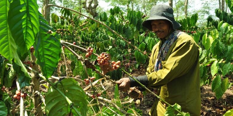 Seorang tenaga petik kopi di Kebun Kopi PTPN IX, Bawen Kabupaten Semarang.