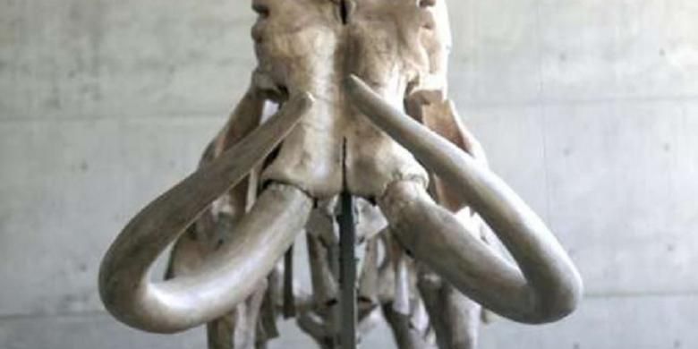 Fosil Mammoth yang ditemukan di Swiss.