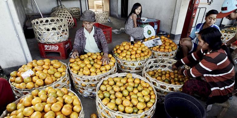 Penyortiran buah jeruk hasil panen di Kintamani, Kabupaten Bangli, Bali, untuk selanjutnya dijual ke pedagang.