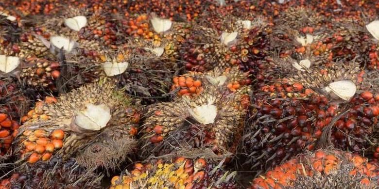 Kelapa sawit di area perkebunan di Pelalawan, Riau, 16 September 2015. 