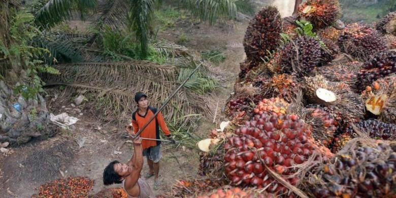 Ilustrasi kelapa sawit