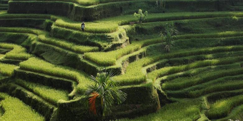 Petani beraktivitas di sawahnya yang berundak di Tegalalang, Ubud, Bali, Minggu (7/4/2013). Sawah berundak dan aktivitas petani menjadi pemandangan yang banyak menarik wisatawan lokal maupun mancanegara datang ke Bali. Indonesia ditunjuk sebagai tuan rumah Konferensi Pelestarian Sedunia pada 2017 mendatang yang akan berlangsung di Ubud, Bali. 