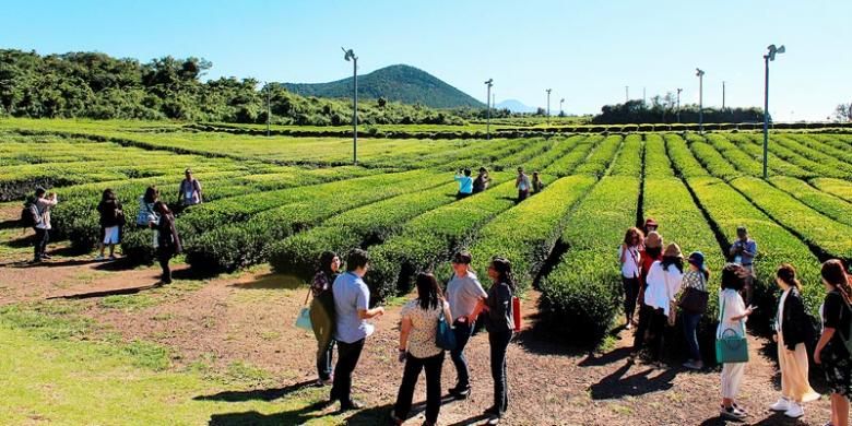 Hamparan pohon teh di Seogwangdawon, Jeju, Korea Selatan menjadi tempat wisata yang menyenangkan. Di tempat ini, wisatawan bisa melakukan banyak hal, mulai dari berfoto-foto sampai menikmati teh khas Jeju.