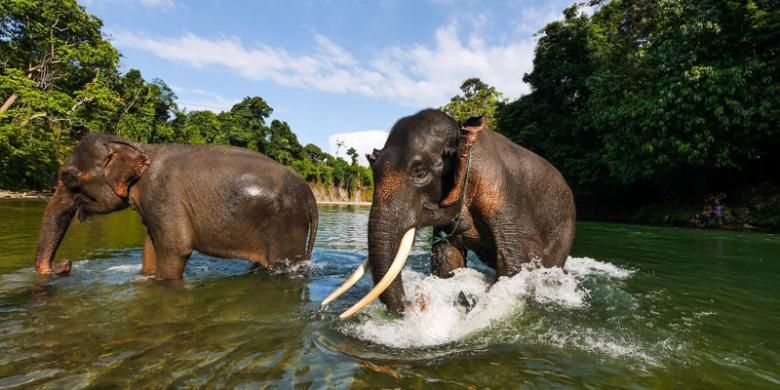 Tangkahan di Kabupaten Langkat, Sumatera Utara dikenal sebagai tempatnya gajah-gajah liar dan sungai yang masih terjaga kebersihannya.