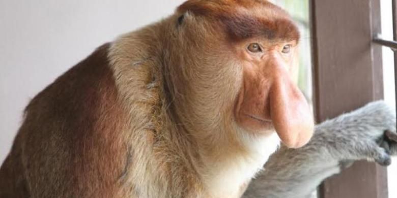 Bekantan, monyet berhidung panjang asli Pulau Bakut di Kalimantan Selatan. 