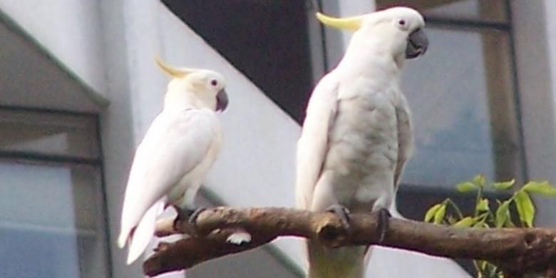 Burung kakaktua jambul kuning.