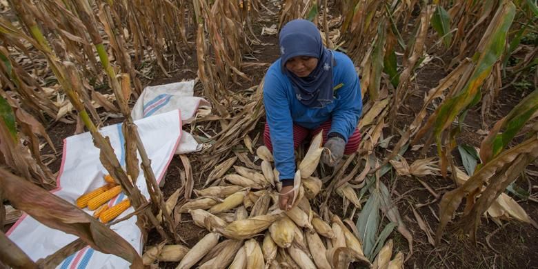 Ekspor Jagung Tinggal Lempar Saja Halaman All Kompas Com Ekspor Jagung Tinggal Lempar Saja Halaman All Kompas Com