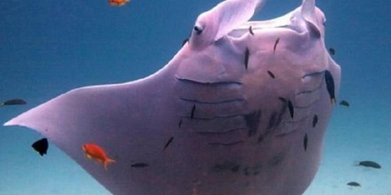 Ikan pari yang berwarna pink terlihat di perairan pulau Lady Elliot Island, Queensland.