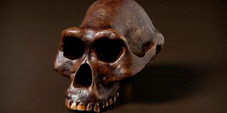 Fosil tengkorak Australopithecus afarensis atau Lucy di Australian Museum.