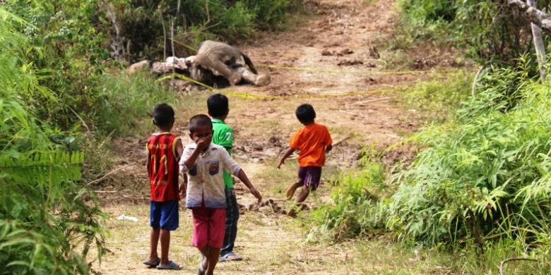 Seekor gajah liar yang ditemukan mati di permukiman warga Desa Sumber Batu, Kecamatan Meureubo, Kabupaten Aceh Barat.