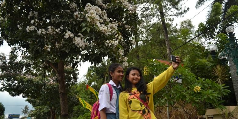 Dua remaja sedang selfie dengan latar pohon bunga Tabebuya di Jalan Sarwo Edi depan kantor Pemkot Magelang.