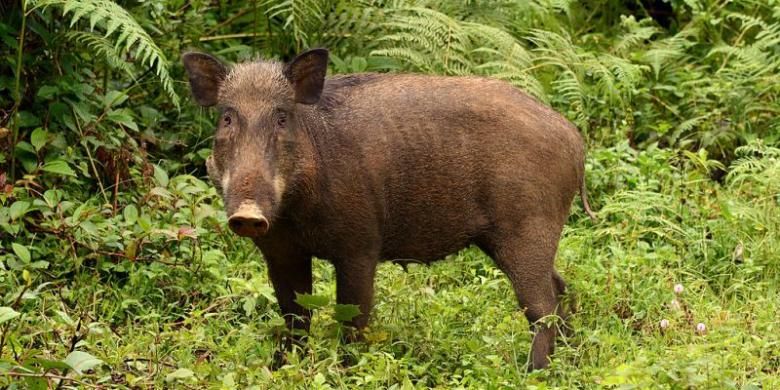 Fakta Baru Babi Hutan  Serang Warga Ukuran Lebih Besar 