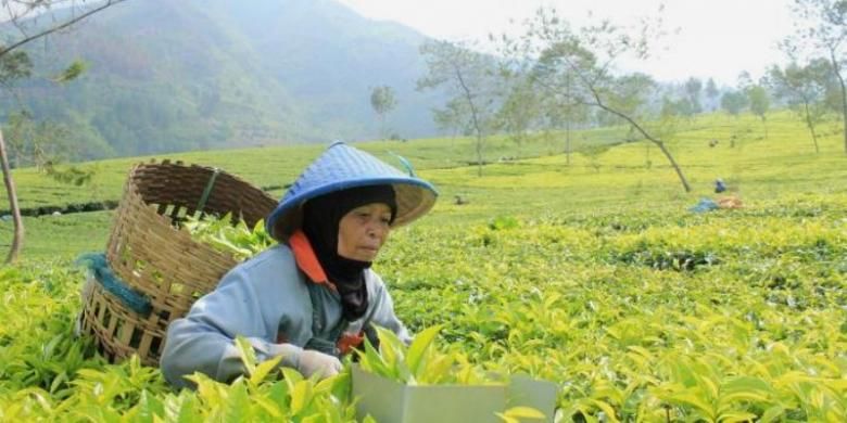 Pemetik teh di Kebun Teh Tambi, Wonosobo. 