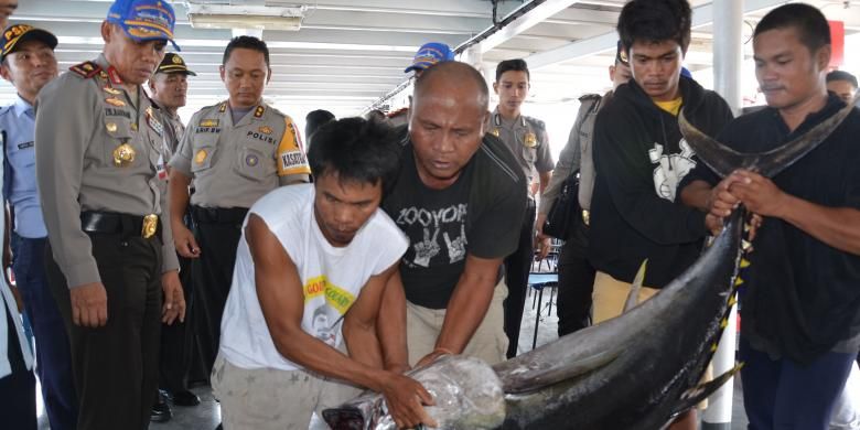 Satu dari sekian ratus ikan tuna hasil illegal fishing yang diamankan polisi di perairan Halmahera, Maluku Utara