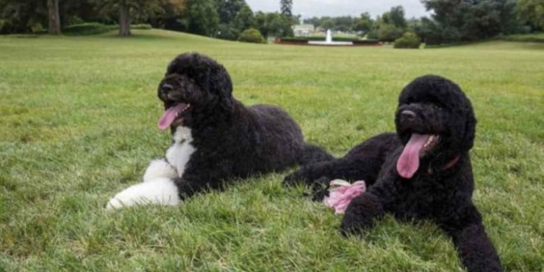 Presiden Obama memiliki dua anjing benama Bo dan Sunny.