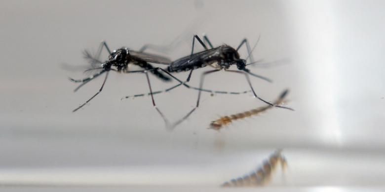 Nyamuk Aedes Aegypti.