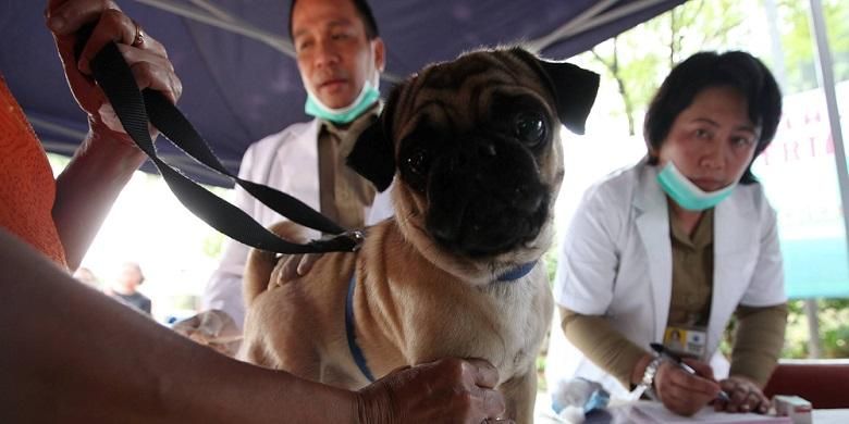 Petugas dari Suku Dinas Peternakan dan Perikanan Kota Administrasi Jakarta Selatan memeriksa kesehatan dan menyutik rabies terhadap anjing piaraan warga di Kecamatan Pesanggrahan, Jakarta Selatan, Rabu (3/9/2014). Kegiatan vaksinasi rabies massal terhadap anjing, kucing dan kera tersebut sebagai upaya menekan kasus rabies atau penyakit anjing gila di DKI Jakarta.