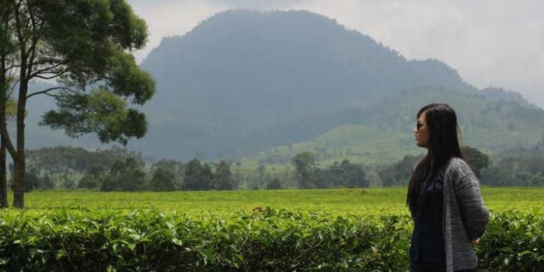 Seorang pengunjung berfoto di dengan latar pohon teh sejauh mata memandang di Kebun Teh Malabar, Pangalengan, Jawa Barat.