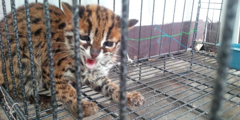 Seekor Kucing Hutan yang berhasil diamankan BKSDA Kalbar dari pemiliknya (7/3/2016)