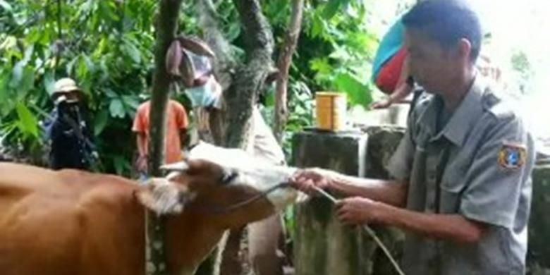 Penyakit antraks yang pertama kali menyerang puluhan ekor sapi dan kerbau di Pinrang, Sulawesi Selatan, diduga merebak luas hingga ke Polewali Mandar, Sulawesi Barat.