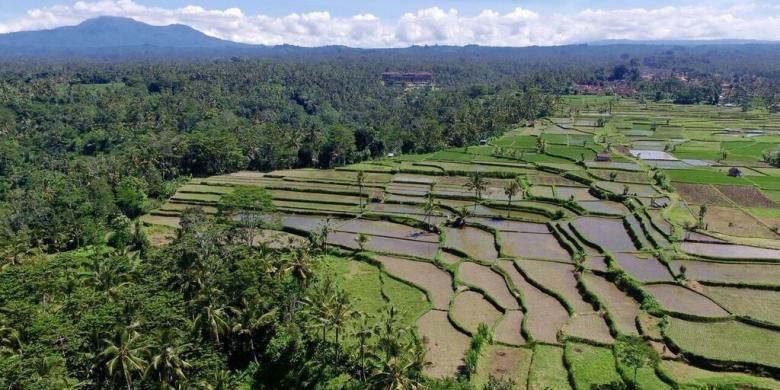 Persawahan di Desa Ubud, Gianyar, Bali, Sabtu (19/3/2016).