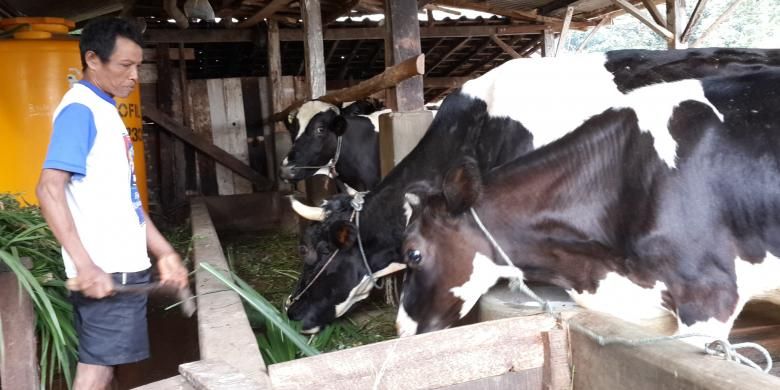 Salah seorang peternak sapi perah di Desa Panditan, Kecamatan Lumbang, Kabupaten Pasuruan, Jawa Timur saat memberi makan ternaknya, Kamis (14/4/2016)