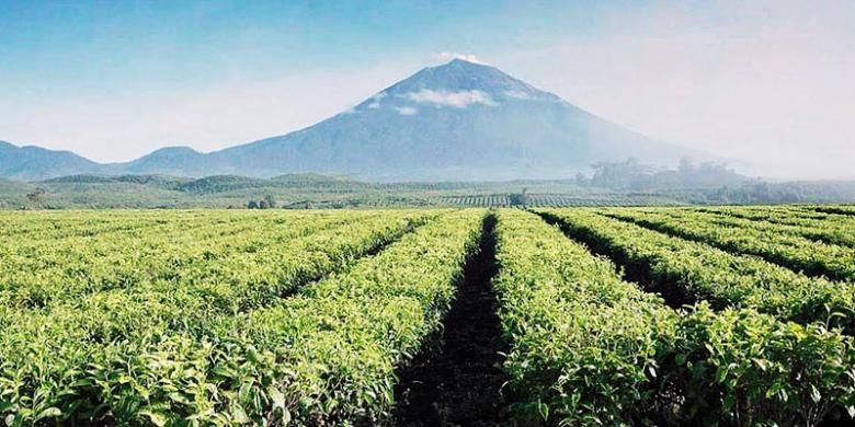 Perkebunan teh Kayu Aro, Jambi, di kaki Gunung Kerinci.